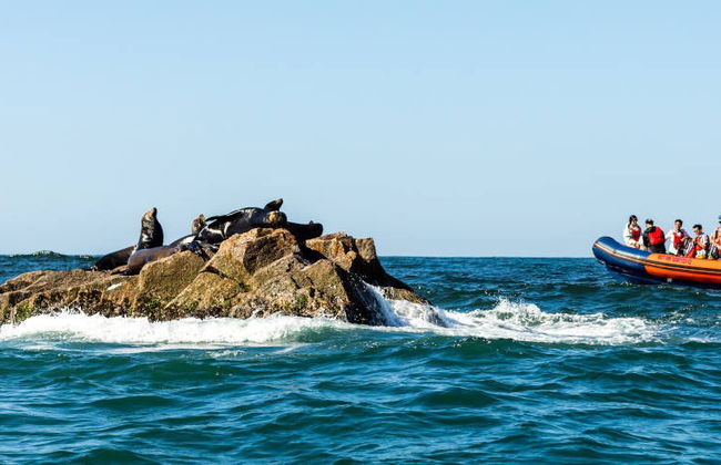 Giro in motoscafo nella baia di Mazatlán - Foto 8