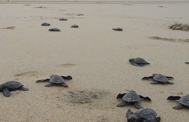 Excursion au sanctuaire de tortues El Verde Camacho - Photo 6