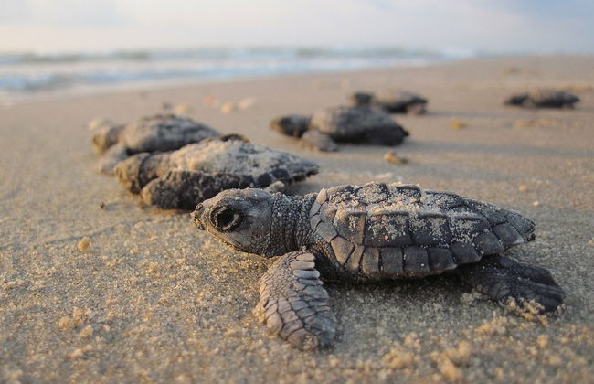 El Verde Camacho Sea Turtle Sanctuary Trip - Photo 4
