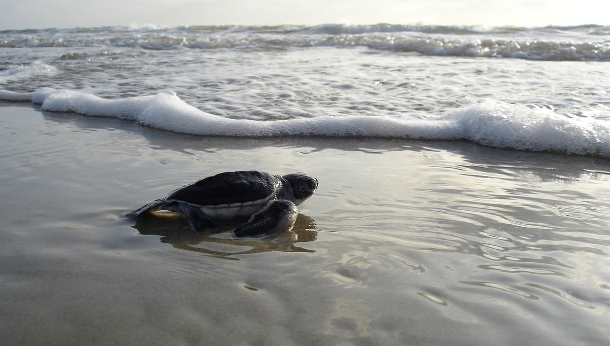 El Verde Camacho Sea Turtle Sanctuary Trip - Foto 1