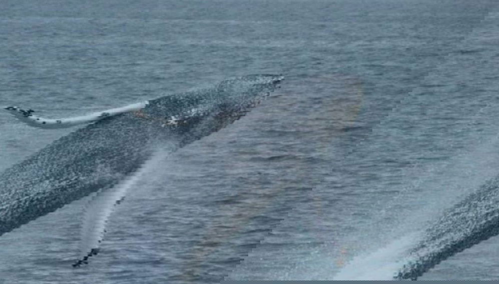 Avvistamento di balene in motoscafo - Foto 1