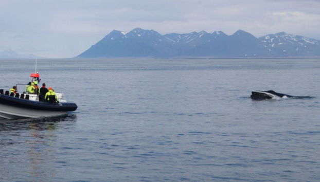 Avvistamento di balene in motoscafo - Foto 2
