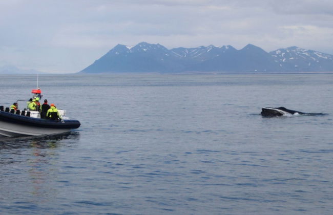 Whale Watching by Speedboat - Photo 2