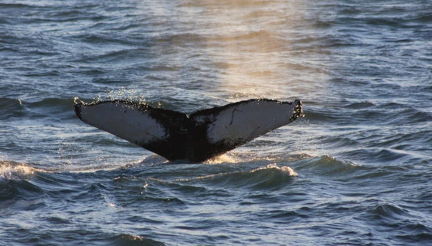 Avvistamento di balene in motoscafo - Foto 3