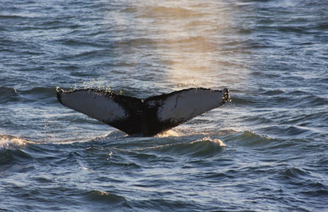 Whale Watching by Speedboat - Photo 3