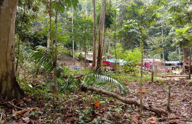 Excursion dans la jungle Taman Negara - Photo 5