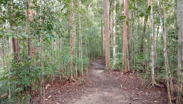 Floresta Taman Negara
