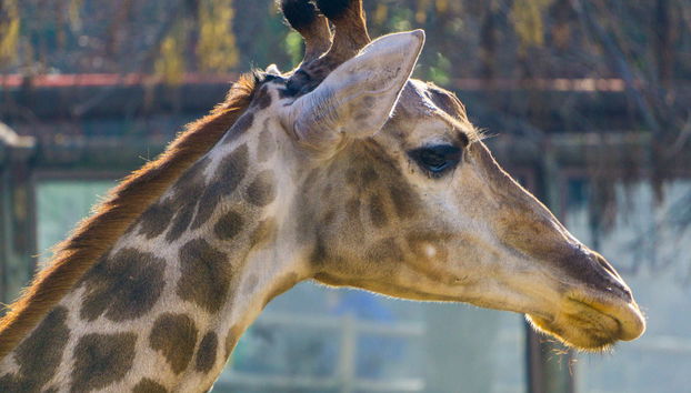 Excursão ao Parque Safári de Rancagua - Foto 2