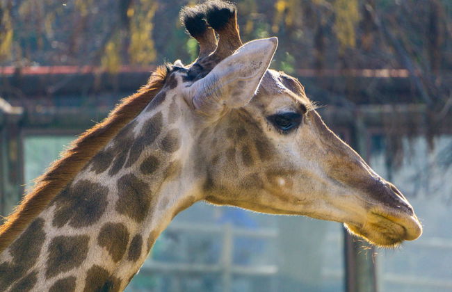 Excursão ao Parque Safári de Rancagua - Foto 2