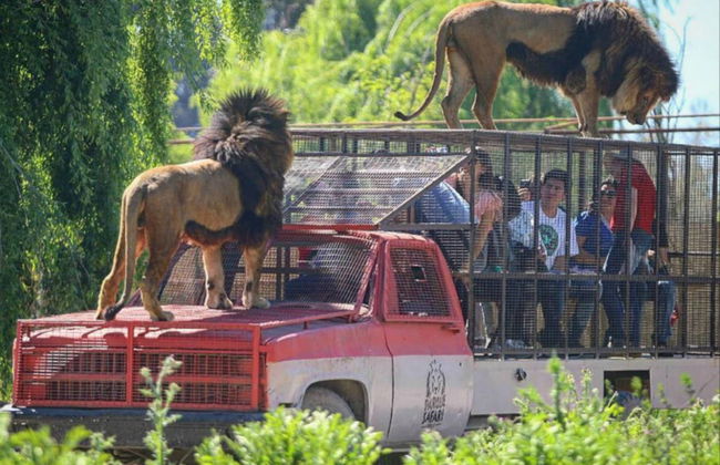 Excursão ao Parque Safári de Rancagua - Foto 1