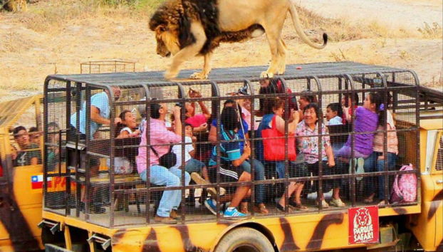 Excursão ao Parque Safári de Rancagua - Foto 3