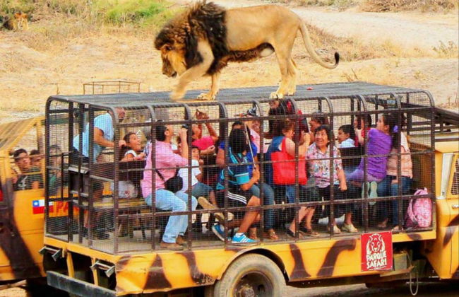 Excursão ao Parque Safári de Rancagua - Foto 3