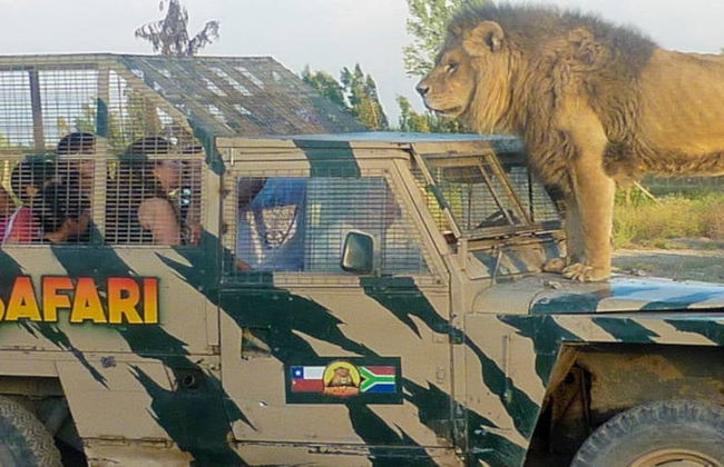 Excursão ao Parque Safári de Rancagua - Foto 6