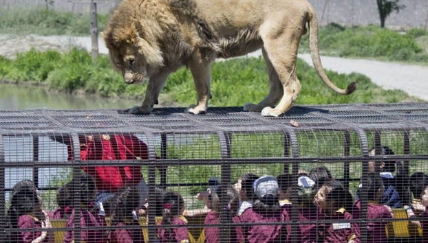 Excursão ao Parque Safári de Rancagua - Foto 4