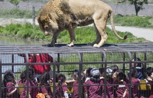 Excursão ao Parque Safári de Rancagua - Foto 4