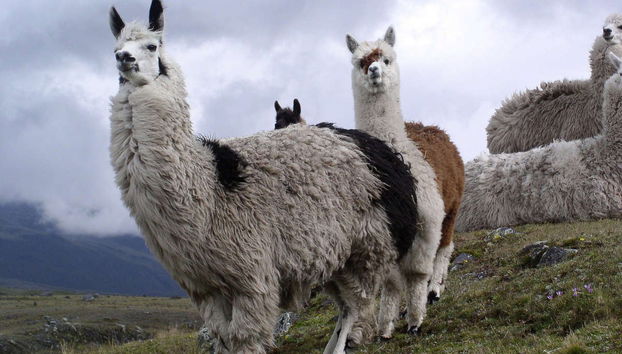 Cotopaxi & Quilotoa Viewpoint Day Trip - Foto 5