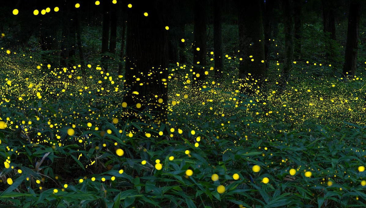 Kuala Selangor Day Trip - Foto 1