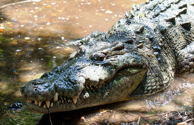 Ventanilla and Mazunte Day trip - Photo 4