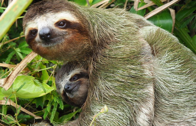 Excursión al Parque Nacional Tortuguero - Foto 3