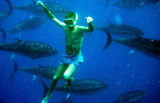 Baño con atunes en La Ametlla de Mar - Foto 1