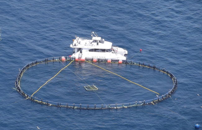 Baño con atunes en La Ametlla de Mar - Foto 3