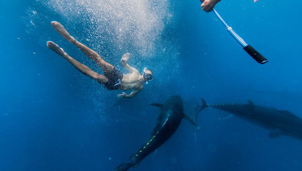 La Ametlla de Mar Swimming with Tuna Experience - Foto 4