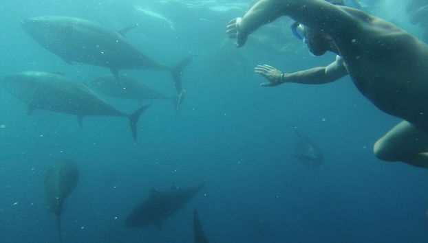 La Ametlla de Mar Swimming with Tuna Experience - Foto 2