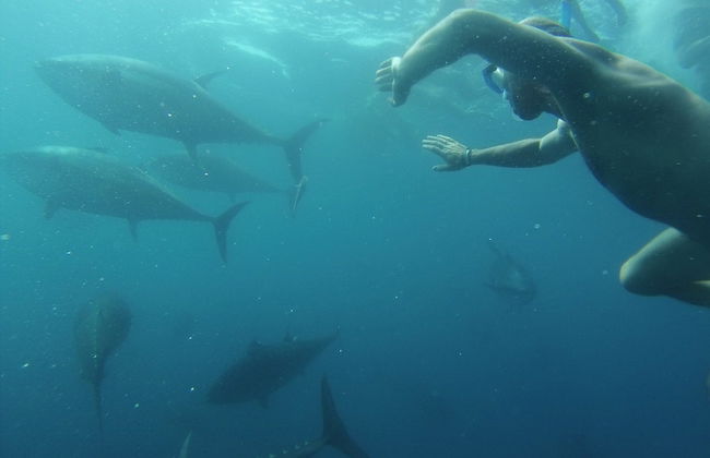 Baño con atunes en La Ametlla de Mar - Foto 2