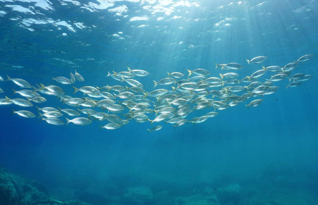 PADI Scuba Diving Course - Foto 4