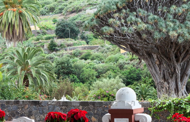 Tenerife Private Excursion - Photo 7
