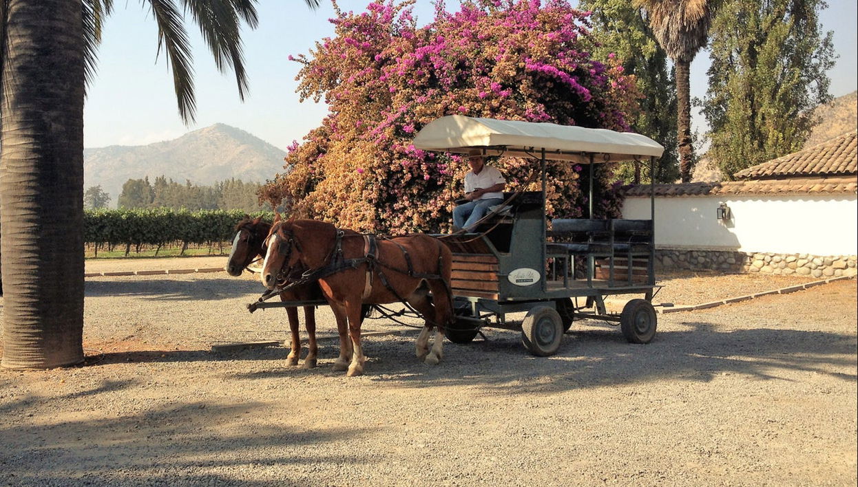 Tour del vino Carménère por la bodega Viña Santa Rita - Foto 1