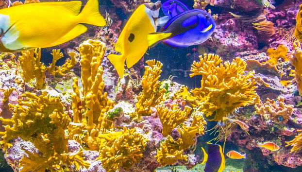 SEA LIFE® Speyer Ticket - Foto 4