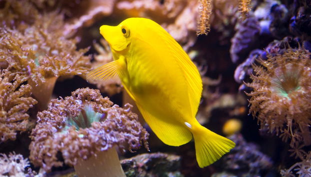 SEA LIFE® Speyer Ticket - Foto 3