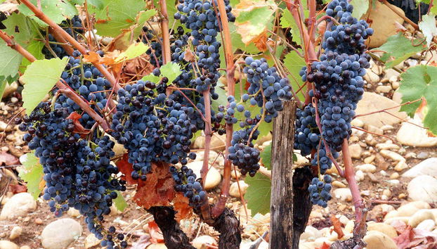 Excursión a Aviñón, Châteauneuf du Pape y Les Baux - Foto 2