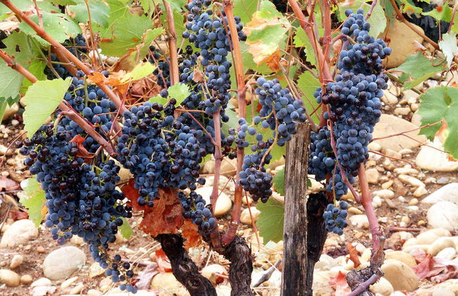 Excursión a Aviñón, Châteauneuf du Pape y Les Baux - Foto 2