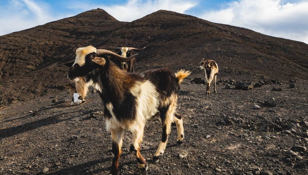 Jandía Peninsula Jeep Tour from North Fuerteventura - Foto 4