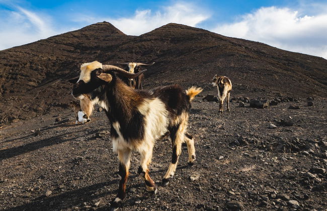 Jandía Peninsula Jeep Tour from North Fuerteventura - Foto 4
