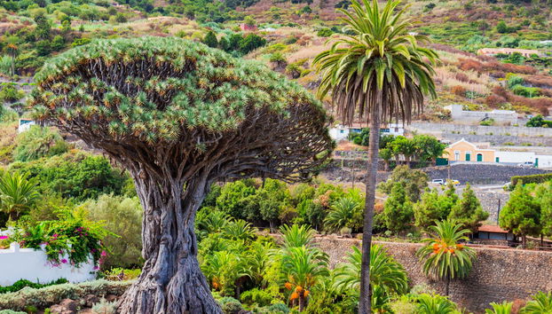 Teide National Park, Icod, Masca, & Garachico Day Trip - Foto 4