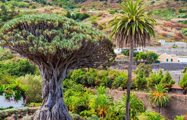 Teide National Park, Icod and Garachico Day Trip - Photo 1
