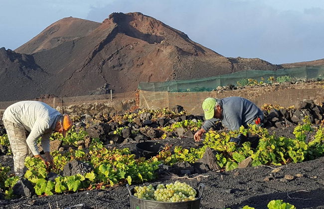 Visita a las bodegas Teneguía - Foto 2