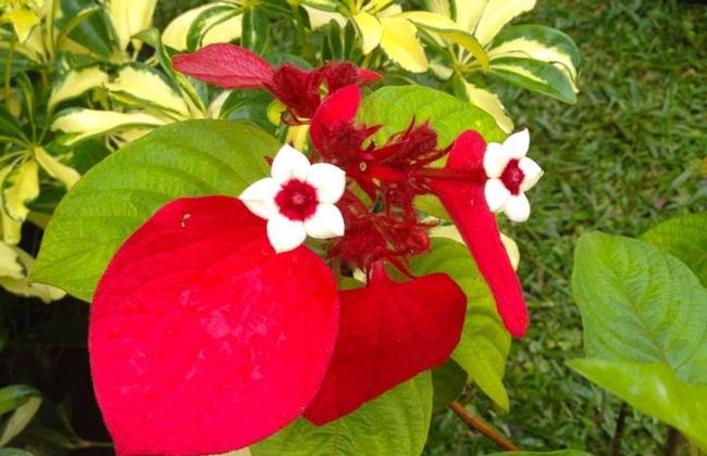 Tour privado del té por Isla Mauricio - Foto 4