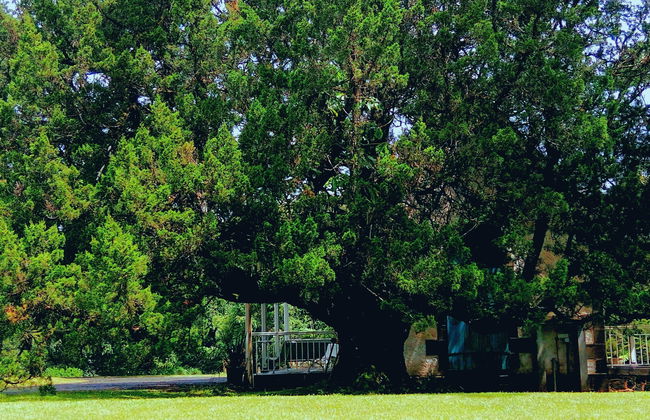 Tour privado del té por Isla Mauricio - Foto 8