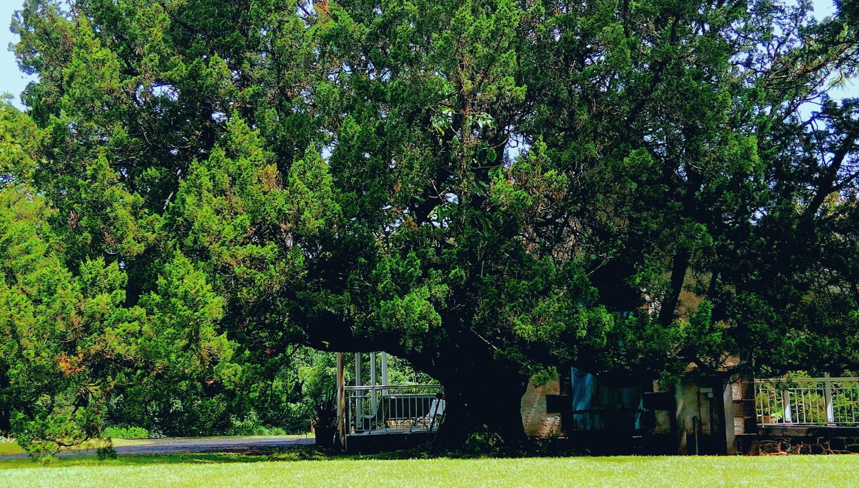 Excursion privée à la découverte du thé de l’Île Maurice