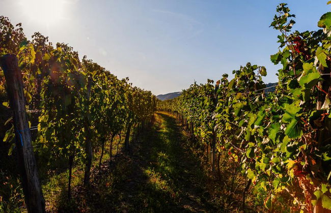 Visit Vipava Valley - Half-Day Private Tour - Foto 3