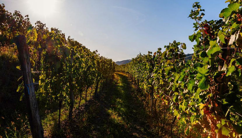 Visit Vipava Valley - Half-Day Private Tour - Foto 3