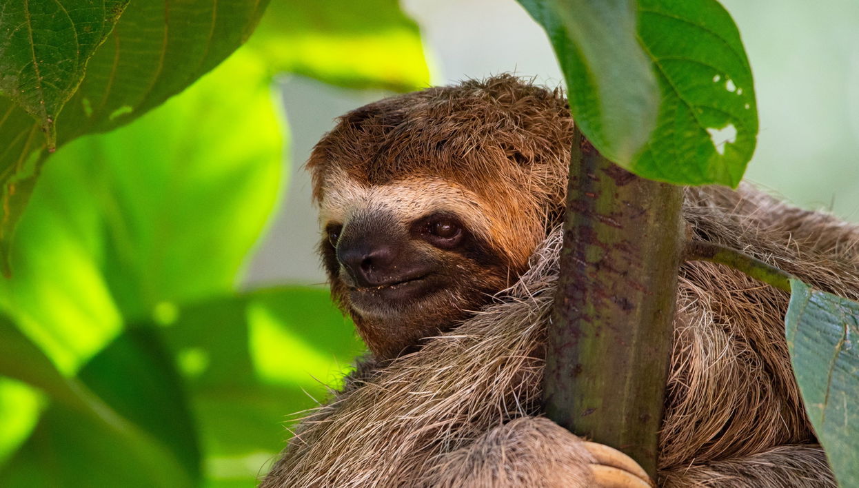 San José Sloth & Birdwatching