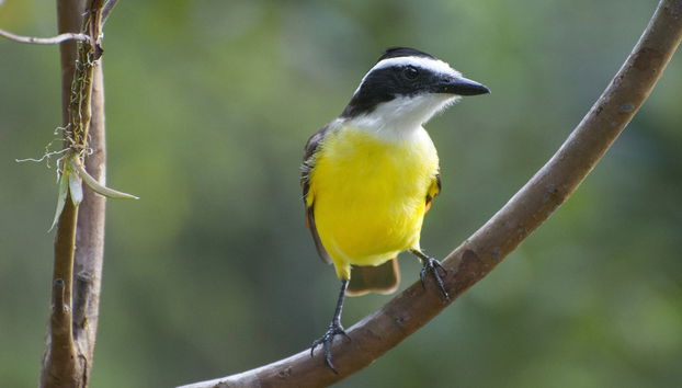 Great kiskadee