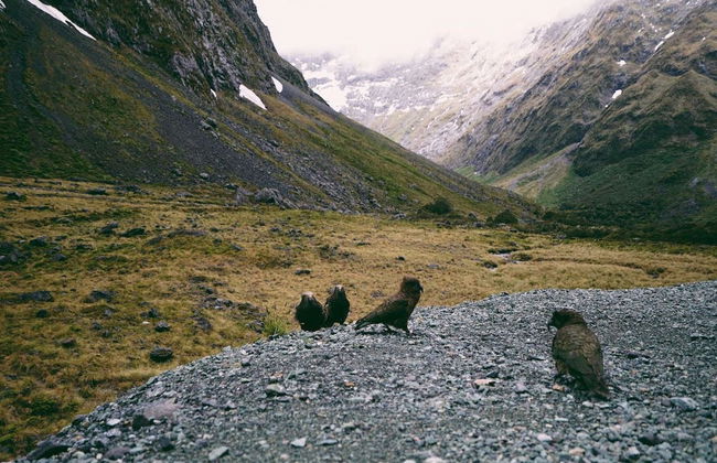 Milford Sound Excursion - Photo 1