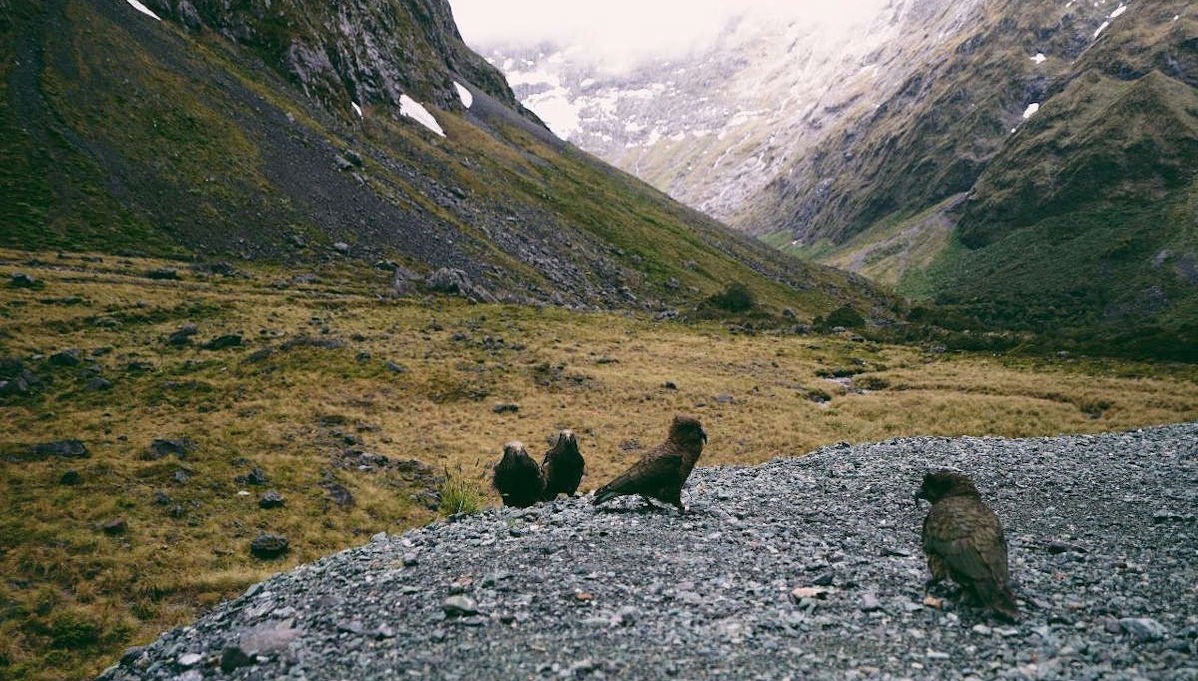 Milford Sound Excursion - Photo 1