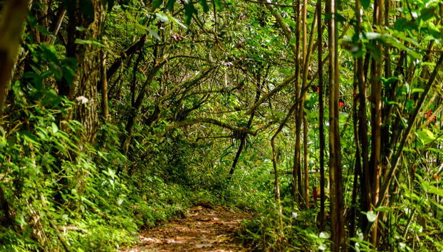 Topes de Collantes Tour - Foto 2
